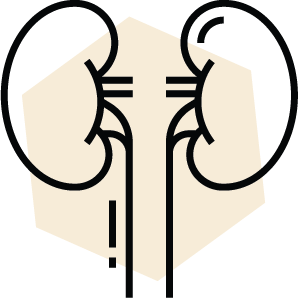 Kidney